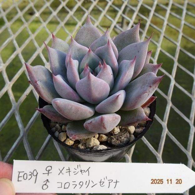 ڸ䡧٥ꥢۼ ID:E039ۡᥭ㥤 饳饿󥼥 cmݥå [¿ʪ]<img class='new_mark_img2' src='https://img.shop-pro.jp/img/new/icons6.gif' style='border:none;display:inline;margin:0px;padding:0px;width:auto;' />