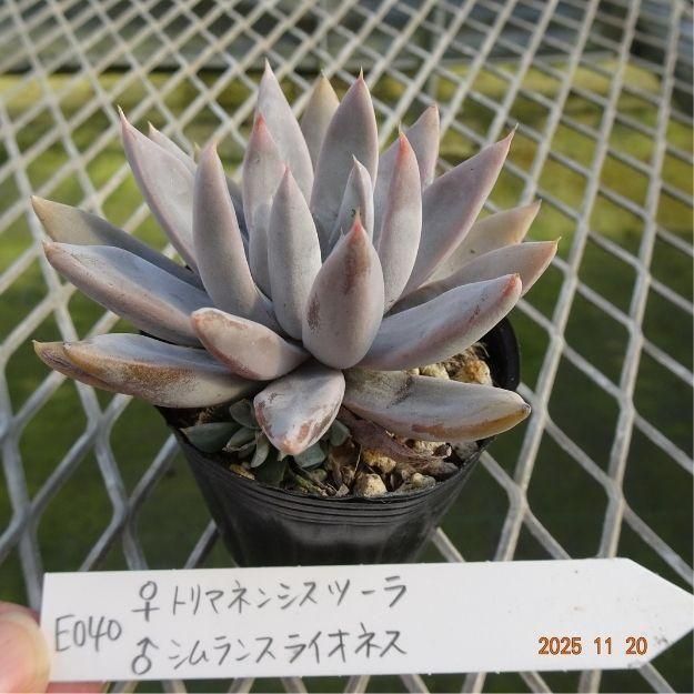 ڸ䡧٥ꥢۼ ID:E040ۡȥޥͥ󥷥ġ 饷󥹥饤ͥ cmݥå [¿ʪ]<img class='new_mark_img2' src='https://img.shop-pro.jp/img/new/icons6.gif' style='border:none;display:inline;margin:0px;padding:0px;width:auto;' />