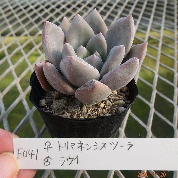 ڸ䡧٥ꥢۼ ID:E041ۡȥޥͥ󥷥ġ 饦 cmݥå [¿ʪ]<img class='new_mark_img2' src='https://img.shop-pro.jp/img/new/icons6.gif' style='border:none;display:inline;margin:0px;padding:0px;width:auto;' />