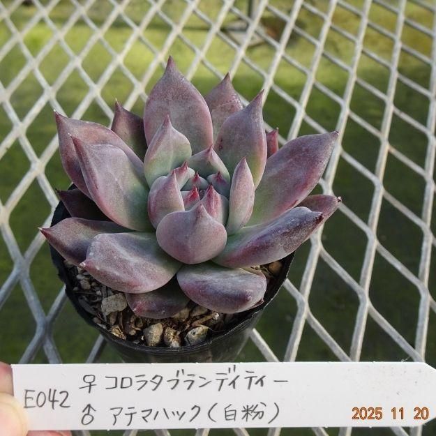 ڸ䡧٥ꥢۼ ID:E042ۡꥳ饿֥ǥƥ 饢ƥޥϥå(ʴ) cmݥå [¿ʪ]<img class='new_mark_img2' src='https://img.shop-pro.jp/img/new/icons6.gif' style='border:none;display:inline;margin:0px;padding:0px;width:auto;' />