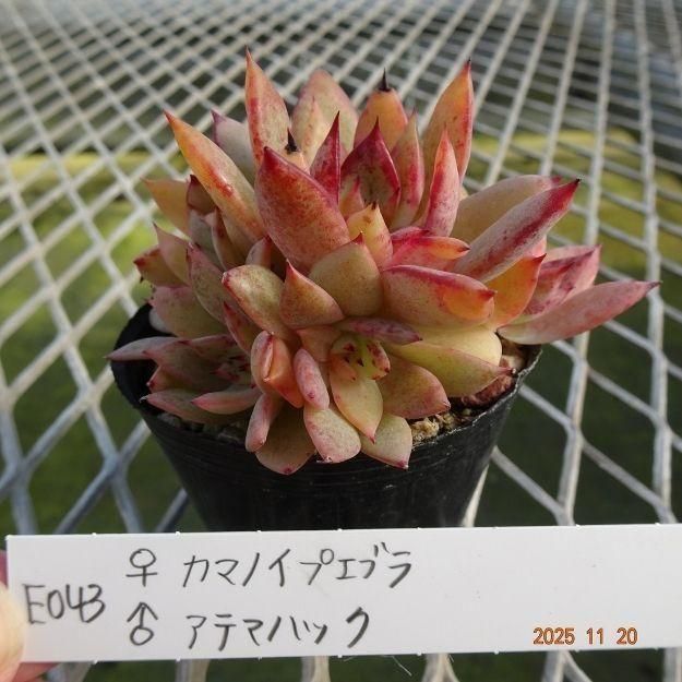 ڸ䡧٥ꥢۼ ID:E043ۡꥫޥΥץ֥ 饢ƥޥϥå cmݥå [¿ʪ]<img class='new_mark_img2' src='https://img.shop-pro.jp/img/new/icons6.gif' style='border:none;display:inline;margin:0px;padding:0px;width:auto;' />