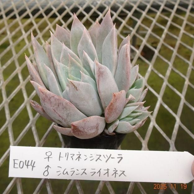 ڸ䡧٥ꥢۼ ID:E044ۡȥޥͥ󥷥ġ 饷󥹥饤ͥ cmݥå [¿ʪ]<img class='new_mark_img2' src='https://img.shop-pro.jp/img/new/icons6.gif' style='border:none;display:inline;margin:0px;padding:0px;width:auto;' />