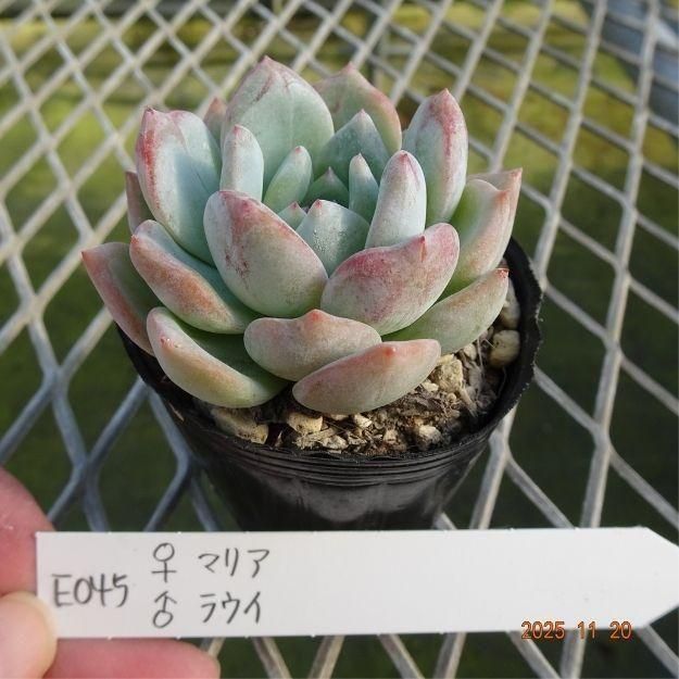 ڸ䡧٥ꥢۼ ID:E045ۡޥꥢ 饦 cmݥå [¿ʪ]<img class='new_mark_img2' src='https://img.shop-pro.jp/img/new/icons6.gif' style='border:none;display:inline;margin:0px;padding:0px;width:auto;' />