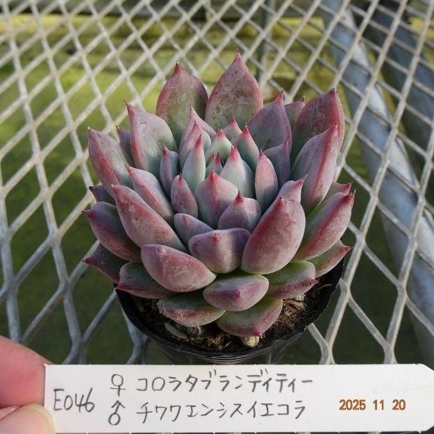 ڸ䡧٥ꥢۼ ID:E046ۡꥳ饿֥ǥƥ 泌󥷥 cmݥå [¿ʪ]<img class='new_mark_img2' src='https://img.shop-pro.jp/img/new/icons6.gif' style='border:none;display:inline;margin:0px;padding:0px;width:auto;' />