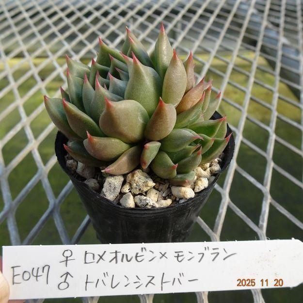 ڸ䡧٥ꥢۼ ID:E047ۡᥪӥߥ֥ ȥХ󥷥ȥС cmݥå [¿ʪ]<img class='new_mark_img2' src='https://img.shop-pro.jp/img/new/icons6.gif' style='border:none;display:inline;margin:0px;padding:0px;width:auto;' />