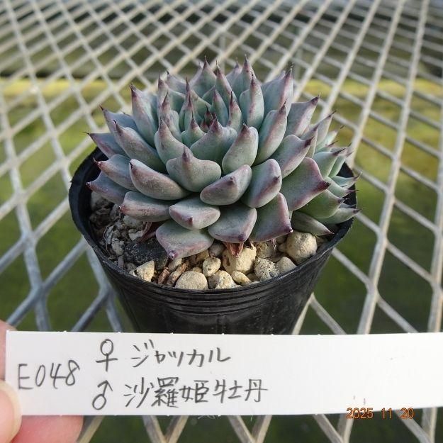 ڸ䡧٥ꥢۼ ID:E048ۡꥸå 麻ɱð cmݥå [¿ʪ]<img class='new_mark_img2' src='https://img.shop-pro.jp/img/new/icons6.gif' style='border:none;display:inline;margin:0px;padding:0px;width:auto;' />