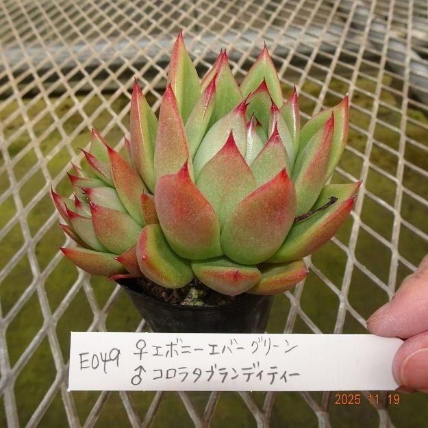 ڸ䡧٥ꥢۼ ID:E049ۡꥨܥˡС꡼ 饳饿֥ǥƥ cmݥå [¿ʪ]<img class='new_mark_img2' src='https://img.shop-pro.jp/img/new/icons6.gif' style='border:none;display:inline;margin:0px;padding:0px;width:auto;' />