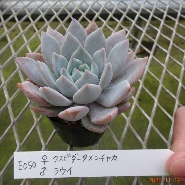 ڸ䡧٥ꥢۼ ID:E050ۡꥯӥ㥫 饦 cmݥå [¿ʪ]<img class='new_mark_img2' src='https://img.shop-pro.jp/img/new/icons6.gif' style='border:none;display:inline;margin:0px;padding:0px;width:auto;' />