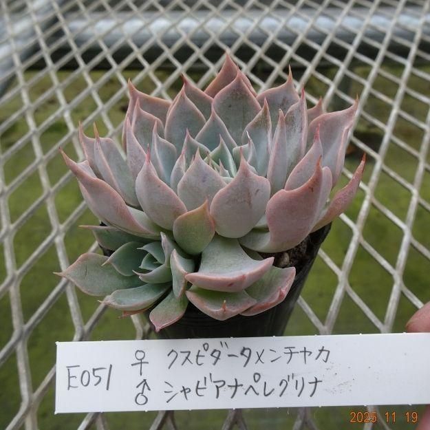 ڸ䡧٥ꥢۼ ID:E051ۡꥯԥ㥫 饷ӥʥڥ쥰 cmݥå [¿ʪ]<img class='new_mark_img2' src='https://img.shop-pro.jp/img/new/icons6.gif' style='border:none;display:inline;margin:0px;padding:0px;width:auto;' />