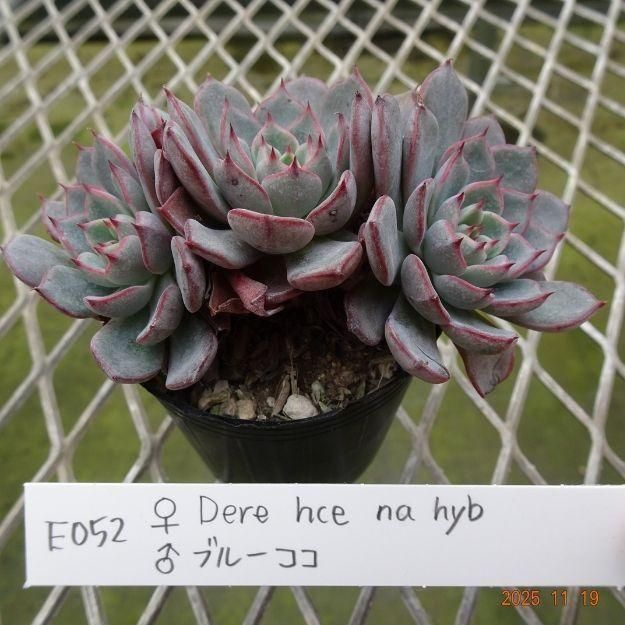 ڸ䡧٥ꥢۼ ID:E052ۡDere hce na hyb ֥롼 cmݥå [¿ʪ]<img class='new_mark_img2' src='https://img.shop-pro.jp/img/new/icons6.gif' style='border:none;display:inline;margin:0px;padding:0px;width:auto;' />