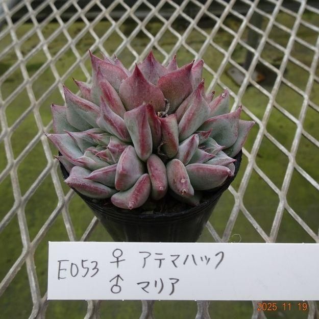 ڸ䡧٥ꥢۼ ID:E053ۡꥢƥޥϥå ޥꥢ cmݥå [¿ʪ]<img class='new_mark_img2' src='https://img.shop-pro.jp/img/new/icons6.gif' style='border:none;display:inline;margin:0px;padding:0px;width:auto;' />