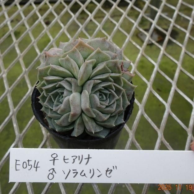 ڸ䡧٥ꥢۼ ID:E054ۡҥ 饽 cmݥå [¿ʪ]<img class='new_mark_img2' src='https://img.shop-pro.jp/img/new/icons6.gif' style='border:none;display:inline;margin:0px;padding:0px;width:auto;' />