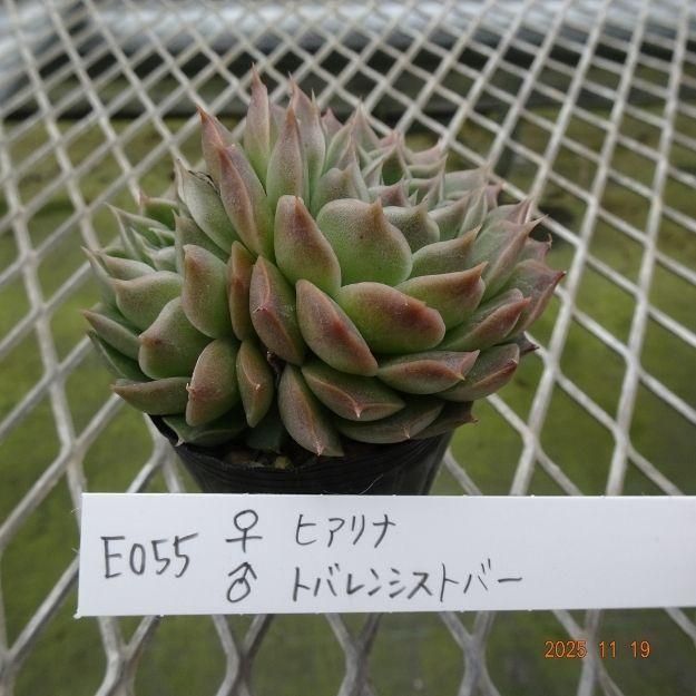 ڸ䡧٥ꥢۼ ID:E055ۡҥ ȥХ󥷥ȥС cmݥå [¿ʪ]<img class='new_mark_img2' src='https://img.shop-pro.jp/img/new/icons6.gif' style='border:none;display:inline;margin:0px;padding:0px;width:auto;' />