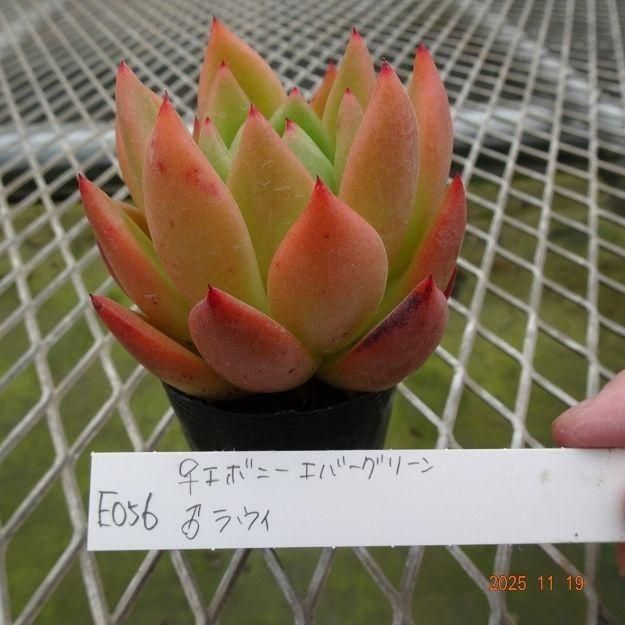 ڸ䡧٥ꥢۼ ID:E056ۡꥨܥˡС꡼ 饦 cmݥå [¿ʪ]<img class='new_mark_img2' src='https://img.shop-pro.jp/img/new/icons6.gif' style='border:none;display:inline;margin:0px;padding:0px;width:auto;' />