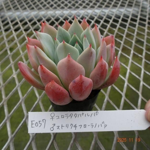 ڸ䡧٥ꥢۼ ID:E057ۡꥳ饿ѥ 饹ȥꥯեΥХ cmݥå [¿ʪ]<img class='new_mark_img2' src='https://img.shop-pro.jp/img/new/icons6.gif' style='border:none;display:inline;margin:0px;padding:0px;width:auto;' />