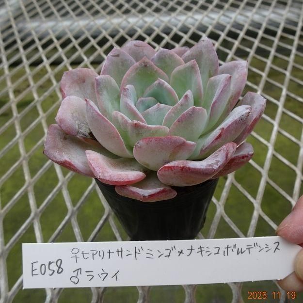 ڸ䡧٥ꥢۼ ID:E058ۡҥʥɥߥ󥴡ߥᥭܥǥ󥷥 饦 cmݥå [¿ʪ]<img class='new_mark_img2' src='https://img.shop-pro.jp/img/new/icons6.gif' style='border:none;display:inline;margin:0px;padding:0px;width:auto;' />