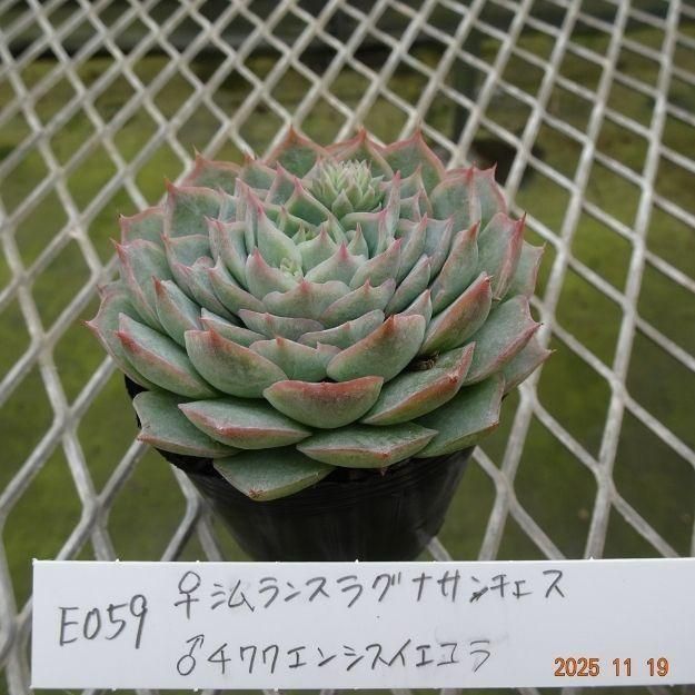 ڸ䡧٥ꥢۼ ID:E059ۡꥷ󥹥饰ʥ 泌󥷥 cmݥå [¿ʪ]<img class='new_mark_img2' src='https://img.shop-pro.jp/img/new/icons6.gif' style='border:none;display:inline;margin:0px;padding:0px;width:auto;' />