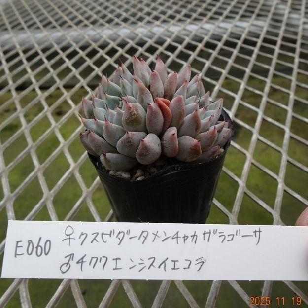 ڸ䡧٥ꥢۼ ID:E060ۡꥯӥ㥫饴 泌󥷥 cmݥå [¿ʪ]<img class='new_mark_img2' src='https://img.shop-pro.jp/img/new/icons6.gif' style='border:none;display:inline;margin:0px;padding:0px;width:auto;' />