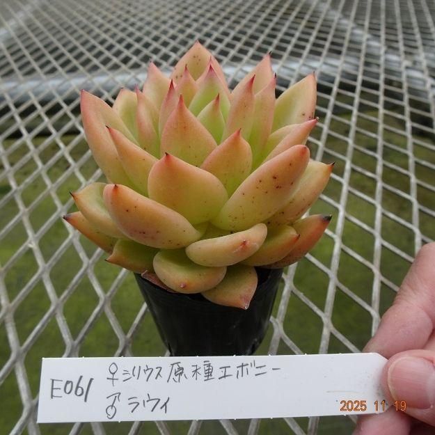 ڸ䡧٥ꥢۼ ID:E061ۡꥷꥦ泌ܥˡ 饦 cmݥå [¿ʪ]<img class='new_mark_img2' src='https://img.shop-pro.jp/img/new/icons6.gif' style='border:none;display:inline;margin:0px;padding:0px;width:auto;' />