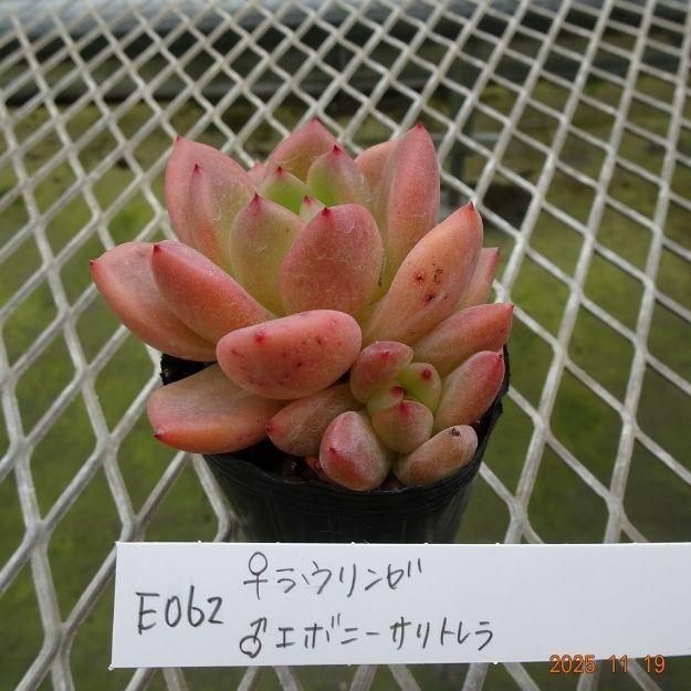 ڸ䡧٥ꥢۼ ID:E062ۡ饦 饨ܥˡȥ cmݥå [¿ʪ]<img class='new_mark_img2' src='https://img.shop-pro.jp/img/new/icons6.gif' style='border:none;display:inline;margin:0px;padding:0px;width:auto;' />