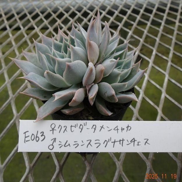 ڸ䡧٥ꥢۼ ID:E063ۡꥯӥ㥫 饷󥹥饰ʥ cmݥå [¿ʪ]<img class='new_mark_img2' src='https://img.shop-pro.jp/img/new/icons6.gif' style='border:none;display:inline;margin:0px;padding:0px;width:auto;' />