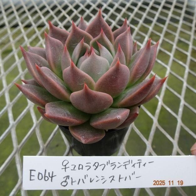 ڸ䡧٥ꥢۼ ID:E064ۡꥳ饿֥ǥƥ ȥХ󥷥ȥС cmݥå [¿ʪ]<img class='new_mark_img2' src='https://img.shop-pro.jp/img/new/icons6.gif' style='border:none;display:inline;margin:0px;padding:0px;width:auto;' />