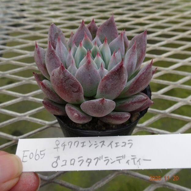 ڸ䡧٥ꥢۼ ID:E065ۡ泌󥷥 饳饿֥ǥƥ cmݥå [¿ʪ]<img class='new_mark_img2' src='https://img.shop-pro.jp/img/new/icons6.gif' style='border:none;display:inline;margin:0px;padding:0px;width:auto;' />