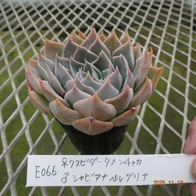 ڸ䡧٥ꥢۼ ID:E066ۡꥯӥ㥫 饷ӥʥڥ쥰 cmݥå [¿ʪ]<img class='new_mark_img2' src='https://img.shop-pro.jp/img/new/icons6.gif' style='border:none;display:inline;margin:0px;padding:0px;width:auto;' />