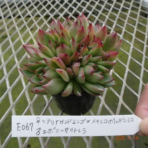 ڸ䡧٥ꥢۼ ID:E067ۡҥʥɥߥ󥴡ߥᥭܥǥ󥷥 饨ܥˡȥ cmݥå [¿ʪ]<img class='new_mark_img2' src='https://img.shop-pro.jp/img/new/icons6.gif' style='border:none;display:inline;margin:0px;padding:0px;width:auto;' />