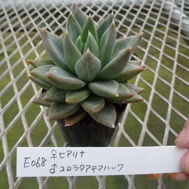 ڸ䡧٥ꥢۼ ID:E068ۡҥ 饳饿ƥޥϥå cmݥå [¿ʪ]<img class='new_mark_img2' src='https://img.shop-pro.jp/img/new/icons6.gif' style='border:none;display:inline;margin:0px;padding:0px;width:auto;' />