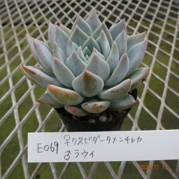 ڸ䡧٥ꥢۼ ID:E069ۡꥯӥ㥫 饦 cmݥå [¿ʪ]<img class='new_mark_img2' src='https://img.shop-pro.jp/img/new/icons6.gif' style='border:none;display:inline;margin:0px;padding:0px;width:auto;' />