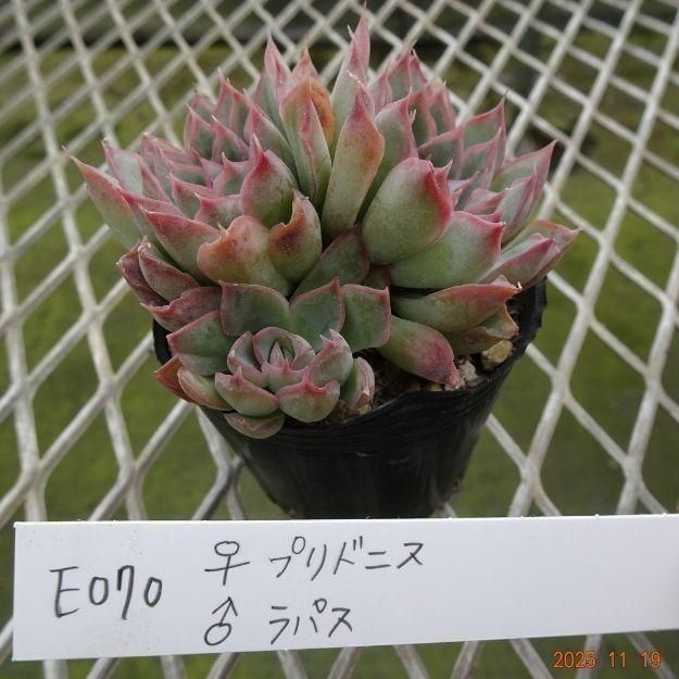 ڸ䡧٥ꥢۼ ID:E070ۡץɥ˥ ѥ cmݥå [¿ʪ]<img class='new_mark_img2' src='https://img.shop-pro.jp/img/new/icons6.gif' style='border:none;display:inline;margin:0px;padding:0px;width:auto;' />