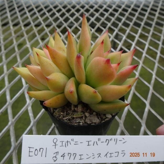 ڸ䡧٥ꥢۼ ID:E071ۡꥨܥˡС꡼ 泌󥷥 cmݥå [¿ʪ]<img class='new_mark_img2' src='https://img.shop-pro.jp/img/new/icons6.gif' style='border:none;display:inline;margin:0px;padding:0px;width:auto;' />