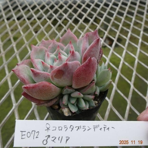 ڸ䡧٥ꥢۼ ID:E072ۡꥳ饿֥ǥƥ ޥꥢ cmݥå [¿ʪ]<img class='new_mark_img2' src='https://img.shop-pro.jp/img/new/icons6.gif' style='border:none;display:inline;margin:0px;padding:0px;width:auto;' />