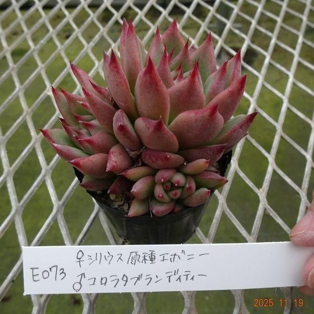 ڸ䡧٥ꥢۼ ID:E073ۡꥷꥦ泌ܥˡ 饳饿֥ǥƥ cmݥå [¿ʪ]<img class='new_mark_img2' src='https://img.shop-pro.jp/img/new/icons6.gif' style='border:none;display:inline;margin:0px;padding:0px;width:auto;' />