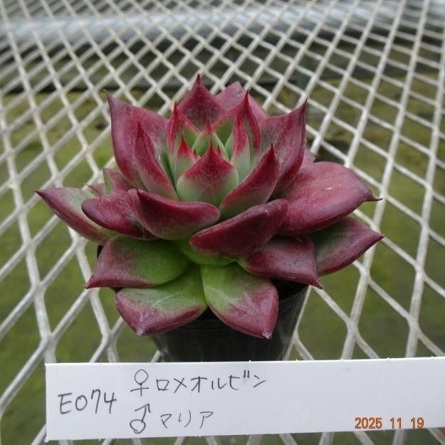 ڸ䡧٥ꥢۼ ID:E074ۡᥪӥ ޥꥢ cmݥå [¿ʪ]<img class='new_mark_img2' src='https://img.shop-pro.jp/img/new/icons6.gif' style='border:none;display:inline;margin:0px;padding:0px;width:auto;' />