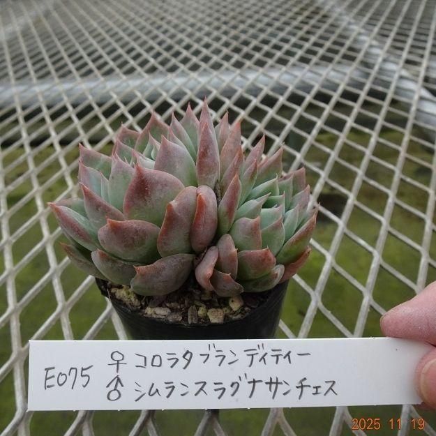 ڸ䡧٥ꥢۼ ID:E075ۡꥳ饿֥ǥƥ 饷󥹥饰ʥ cmݥå [¿ʪ]<img class='new_mark_img2' src='https://img.shop-pro.jp/img/new/icons6.gif' style='border:none;display:inline;margin:0px;padding:0px;width:auto;' />