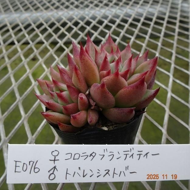 ڸ䡧٥ꥢۼ ID:E076ۡꥳ饿֥ǥƥ ȥХ󥷥ȥС cmݥå [¿ʪ]<img class='new_mark_img2' src='https://img.shop-pro.jp/img/new/icons6.gif' style='border:none;display:inline;margin:0px;padding:0px;width:auto;' />