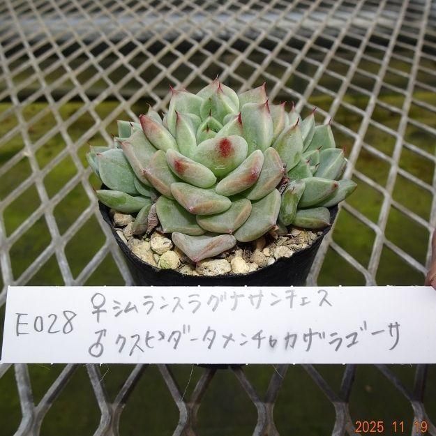 ڸ䡧٥ꥢۼ ID:E028ۡꥷ󥹥饰ʥ 饯ԥ㥫饴 cmݥå [¿ʪ]<img class='new_mark_img2' src='https://img.shop-pro.jp/img/new/icons6.gif' style='border:none;display:inline;margin:0px;padding:0px;width:auto;' />