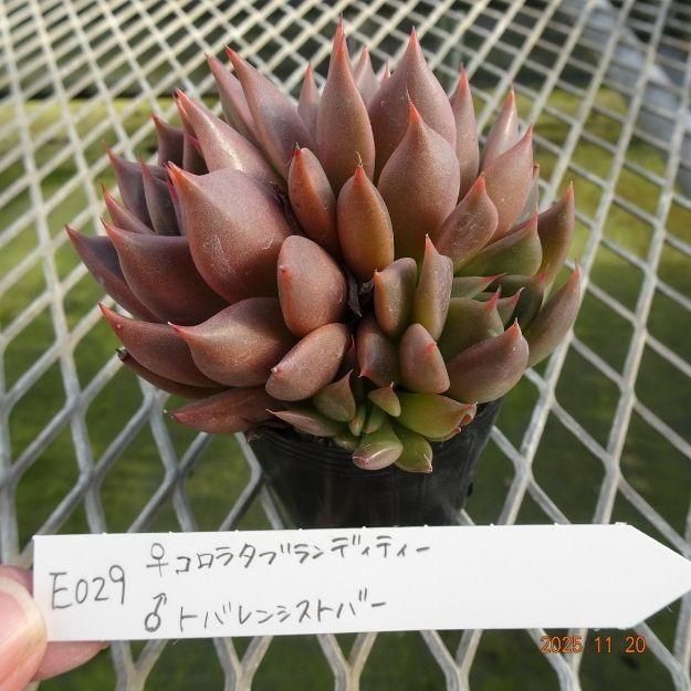 ڸ䡧٥ꥢۼ ID:E029ۡꥳ饿֥ǥƥ ȥХ󥷥ȥС cmݥå [¿ʪ]<img class='new_mark_img2' src='https://img.shop-pro.jp/img/new/icons6.gif' style='border:none;display:inline;margin:0px;padding:0px;width:auto;' />