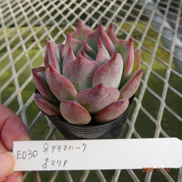 ڸ䡧٥ꥢۼ ID:E030ۡꥢƥޥϥå ޥꥢ cmݥå [¿ʪ]<img class='new_mark_img2' src='https://img.shop-pro.jp/img/new/icons6.gif' style='border:none;display:inline;margin:0px;padding:0px;width:auto;' />