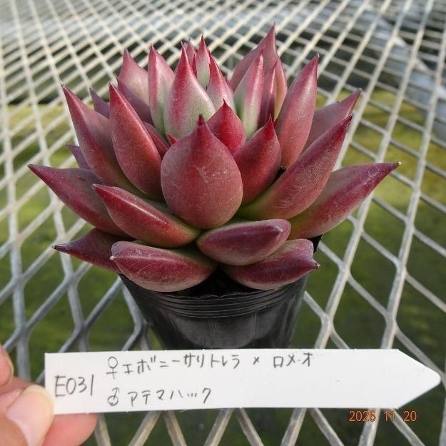 ڸ䡧٥ꥢۼ ID:E031ۡꥨܥˡȥߥᥪ 饢ƥޥϥå cmݥå [¿ʪ]<img class='new_mark_img2' src='https://img.shop-pro.jp/img/new/icons6.gif' style='border:none;display:inline;margin:0px;padding:0px;width:auto;' />