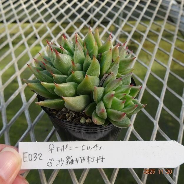 ڸ䡧٥ꥢۼ ID:E032ۡꥨܥˡ 麻ɱð cmݥå [¿ʪ]<img class='new_mark_img2' src='https://img.shop-pro.jp/img/new/icons6.gif' style='border:none;display:inline;margin:0px;padding:0px;width:auto;' />