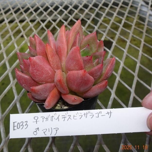 ڸ䡧٥ꥢۼ ID:E033ۡꥢܥǥӥ饶饴 ޥꥢ cmݥå [¿ʪ]<img class='new_mark_img2' src='https://img.shop-pro.jp/img/new/icons6.gif' style='border:none;display:inline;margin:0px;padding:0px;width:auto;' />