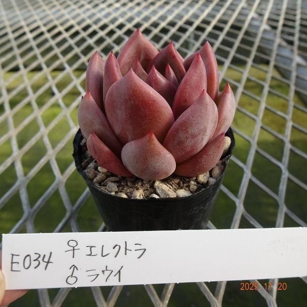 ڸ䡧٥ꥢۼ ID:E034ۡꥨ쥯ȥ 饦 cmݥå [¿ʪ]<img class='new_mark_img2' src='https://img.shop-pro.jp/img/new/icons6.gif' style='border:none;display:inline;margin:0px;padding:0px;width:auto;' />