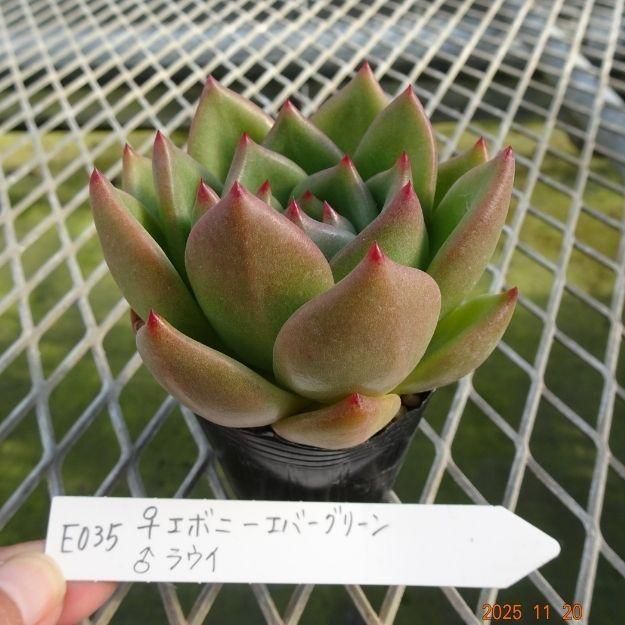 ڸ䡧٥ꥢۼ ID:E035ۡꥨܥˡС꡼ 饦 cmݥå [¿ʪ]<img class='new_mark_img2' src='https://img.shop-pro.jp/img/new/icons6.gif' style='border:none;display:inline;margin:0px;padding:0px;width:auto;' />