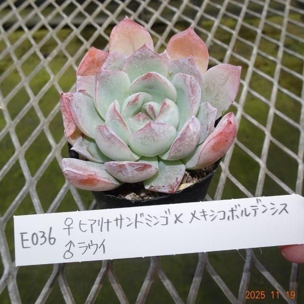 ڸ䡧٥ꥢۼ ID:E036ۡҥʥɥߥ󥴡ߥᥭܥǥ󥷥 饦 cmݥå [¿ʪ]<img class='new_mark_img2' src='https://img.shop-pro.jp/img/new/icons6.gif' style='border:none;display:inline;margin:0px;padding:0px;width:auto;' />