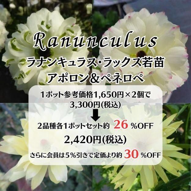 �ڤ��㤤�����ĥ��åȡۥ�ʥ󥭥�饹����å��� ���ݥ�����ڥͥ��� 2�ݥåȥ��å�(10.5�ѥݥå���)(��̵)[¿ǯ��(�庬)]�ο��̸����<img class='new_mark_img2' src='https://img.shop-pro.jp/img/new/icons6.gif' style='border:none;display:inline;margin:0px;padding:0px;width:auto;' />