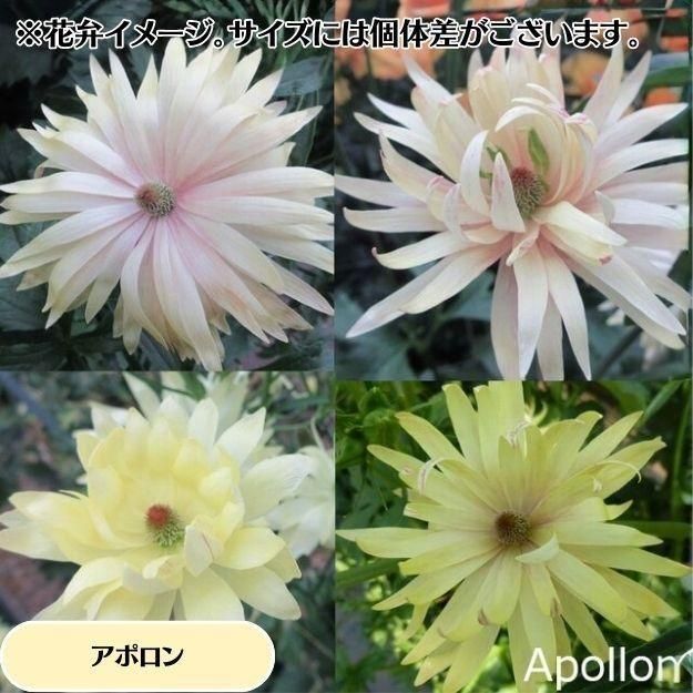 �ڤ��㤤�����ĥ��åȡۥ�ʥ󥭥�饹����å��� ���ݥ�����ڥͥ��� 2�ݥåȥ��å�(10.5�ѥݥå���)(��̵)[¿ǯ��(�庬)]�ο��̸����<img class='new_mark_img2' src='https://img.shop-pro.jp/img/new/icons6.gif' style='border:none;display:inline;margin:0px;padding:0px;width:auto;' />