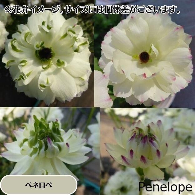 �ڤ��㤤�����ĥ��åȡۥ�ʥ󥭥�饹����å��� ���ݥ�����ڥͥ��� 2�ݥåȥ��å�(10.5�ѥݥå���)(��̵)[¿ǯ��(�庬)]�ο��̸����<img class='new_mark_img2' src='https://img.shop-pro.jp/img/new/icons6.gif' style='border:none;display:inline;margin:0px;padding:0px;width:auto;' />